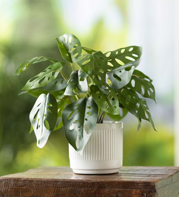Plow & Hearth articles ménagers fausse vraie plante artificielle en pot monstera 0BNZ2404