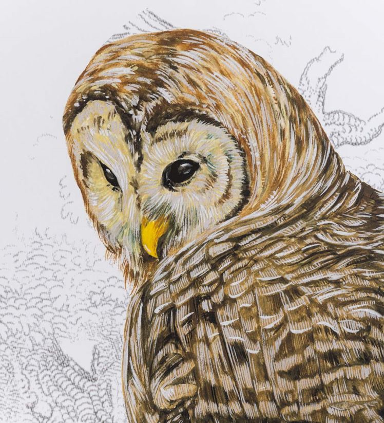 Plow & Hearth articles ménagers chouette barrée ii peinture d’art mural encadrée 0BNZ2514