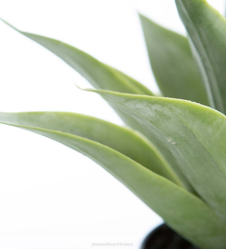 Plow & Hearth articles ménagers petite fausse vraie plante d'agave 0BNZ1565