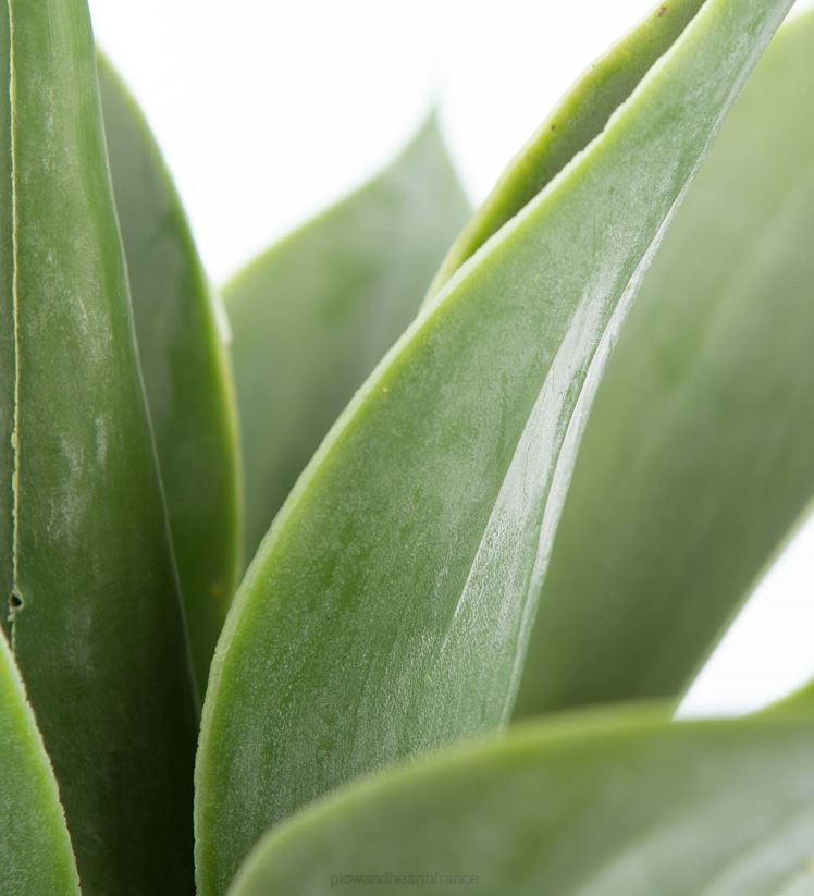 Plow & Hearth articles ménagers petite fausse vraie plante d'agave 0BNZ1565