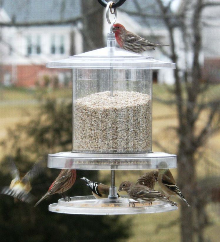 Plow & Hearth cour et jardin Mangeoire transparente toutes saisons de 6 litres 0BNZ768