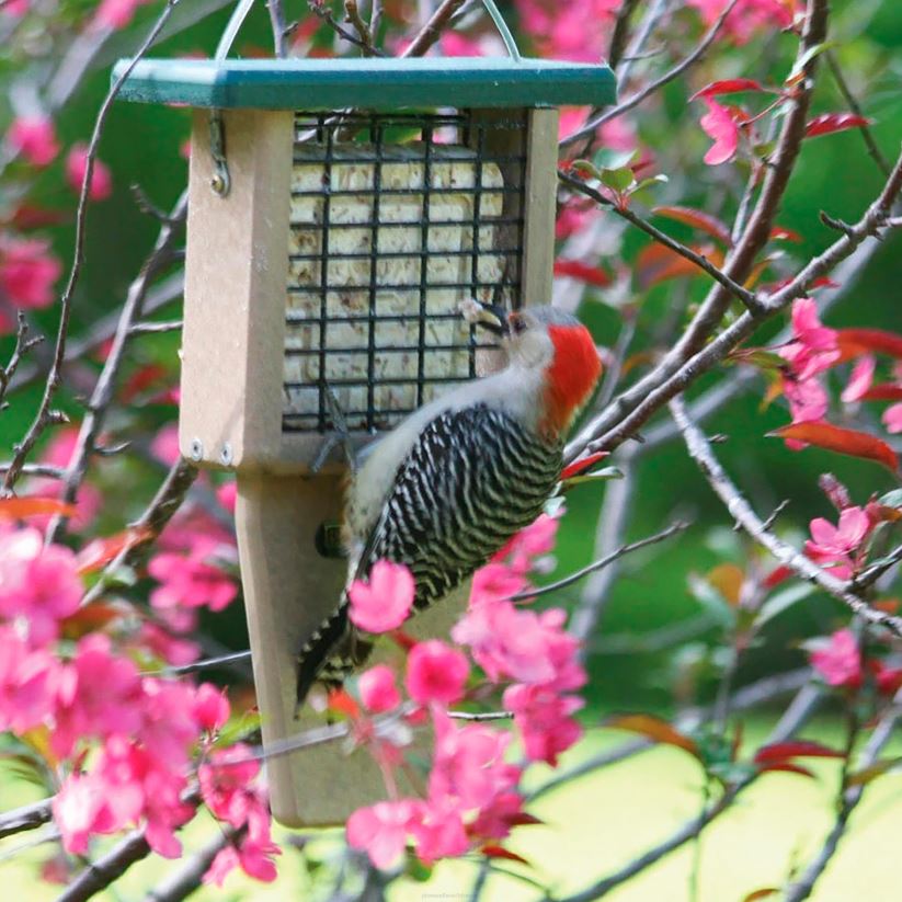 Plow & Hearth cour et jardin distributeur de suif à gâteau unique 0BNZ773