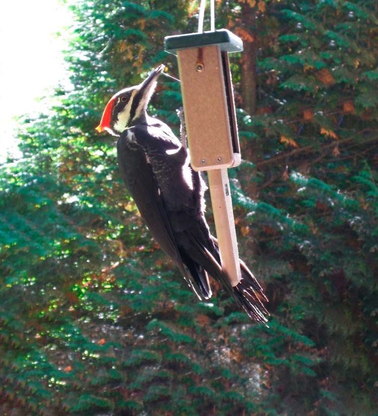 Plow & Hearth cour et jardin distributeur de suif à gâteau unique 0BNZ773