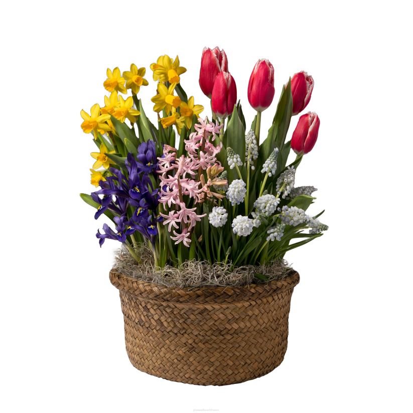 Plow & Hearth saisonniers et cadeaux bulbe de fleur hollandais parfumé cadeau de vacances jardin 0BNZ2999