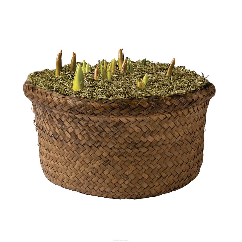 Plow & Hearth saisonniers et cadeaux bulbe de fleur hollandais parfumé cadeau de vacances jardin 0BNZ2999