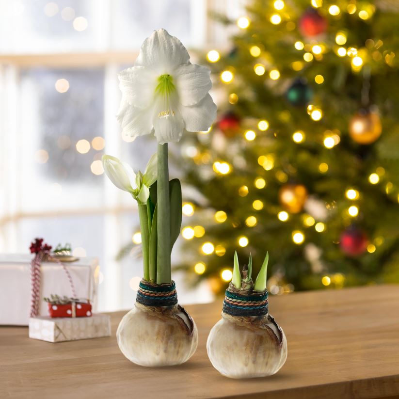Plow & Hearth saisonniers et cadeaux bulbe de fleur d'amaryllis autonome ciré naturalz 0BNZ2182