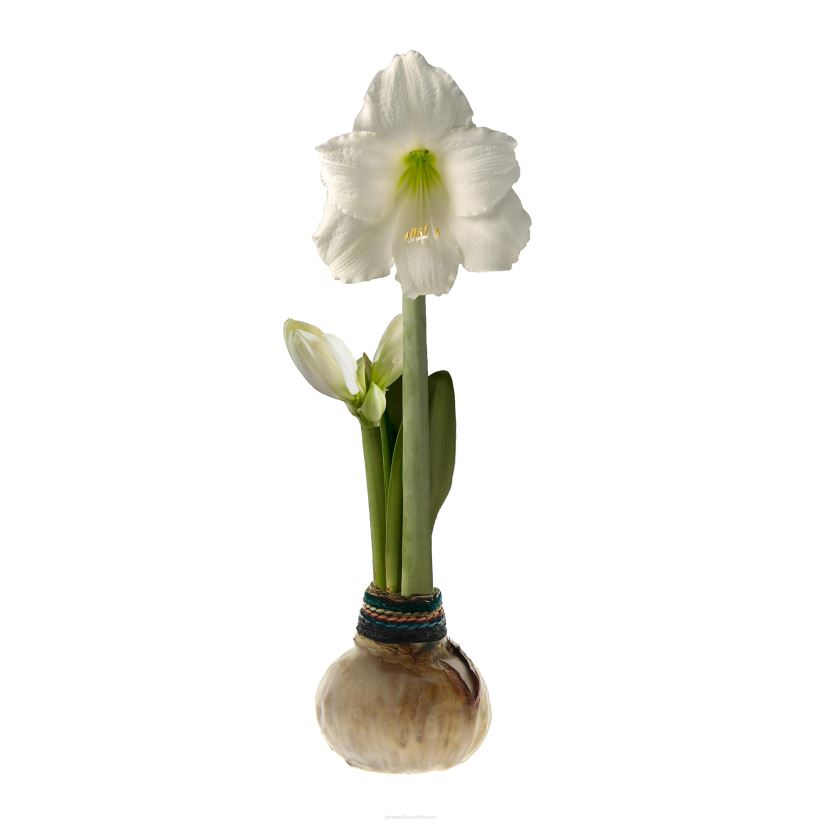Plow & Hearth saisonniers et cadeaux bulbe de fleur d'amaryllis autonome ciré naturalz 0BNZ2182